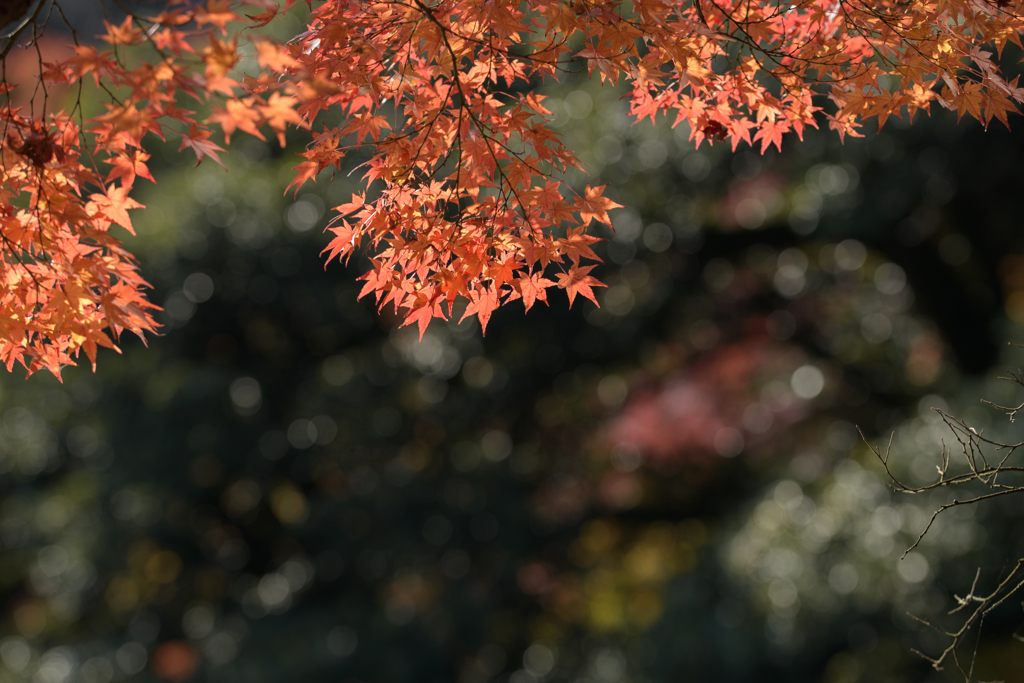 もみじ15