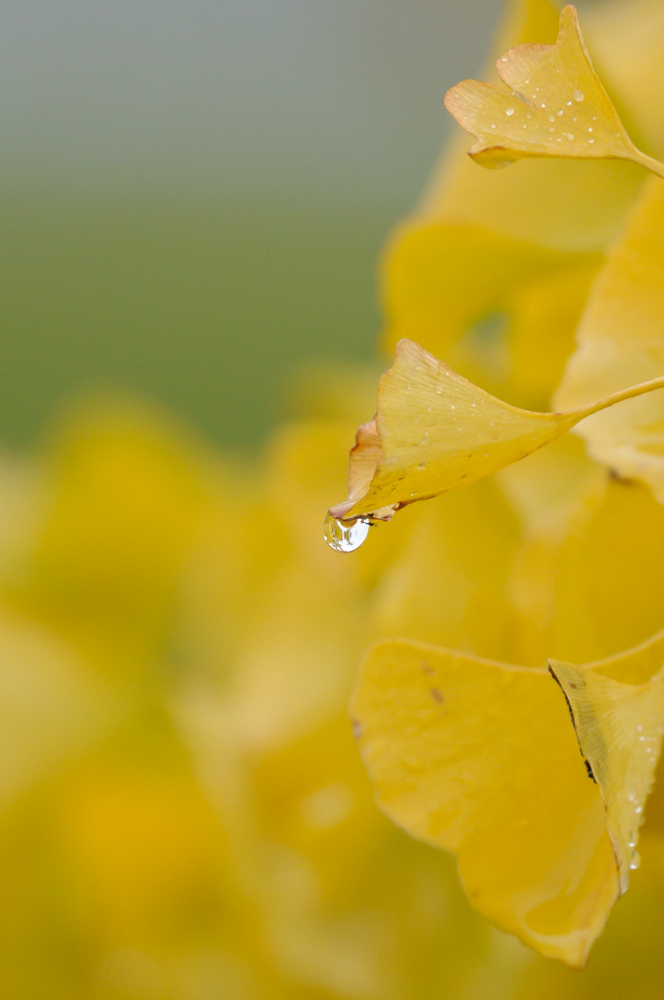 秋雨4