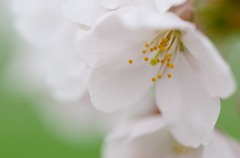 桜green