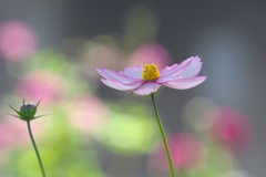 富山県中央植物園にて