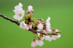 桜green4