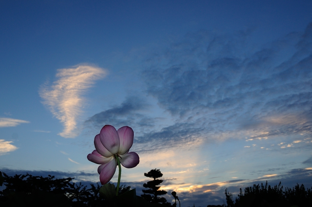 夕暮れ