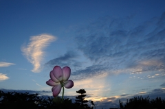 夕暮れ