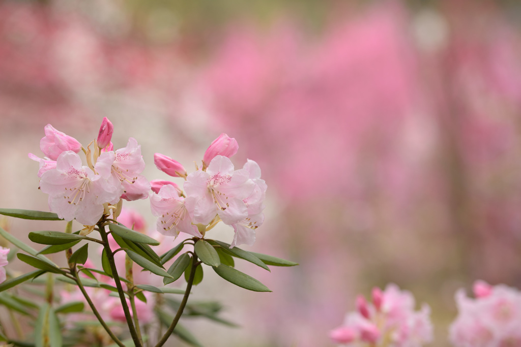 石楠花