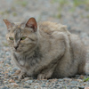 ねこ6
