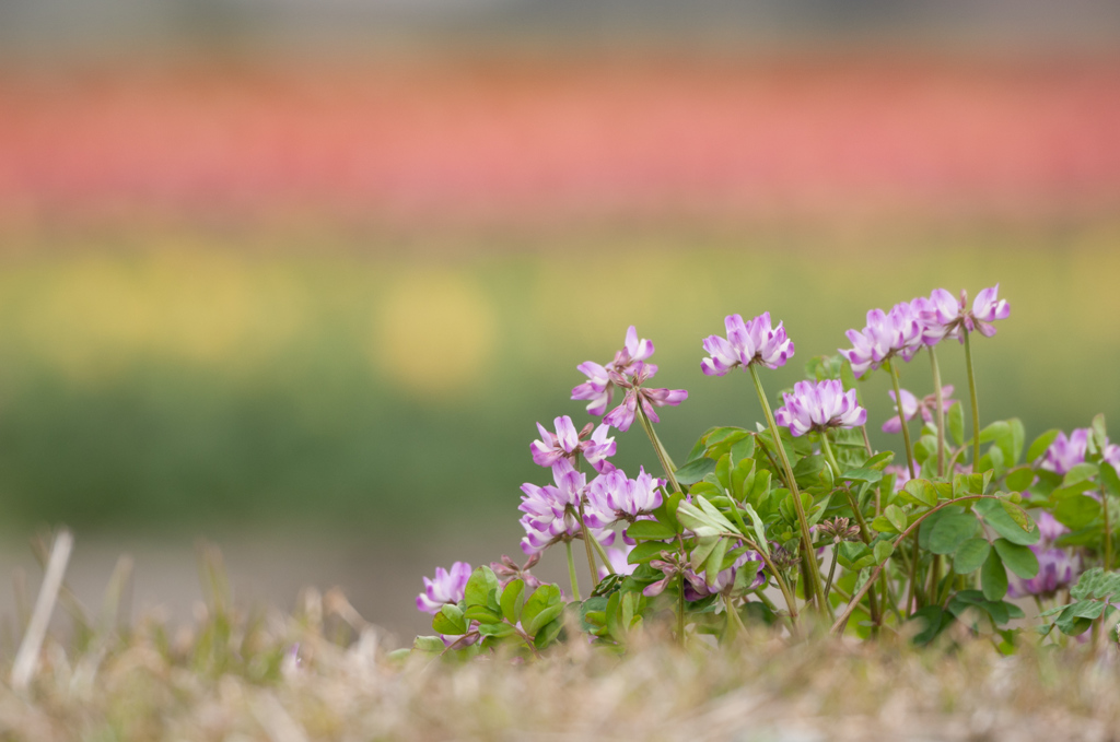 チューリップ畑の蓮華1