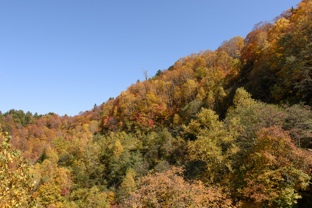 有峰紅葉4