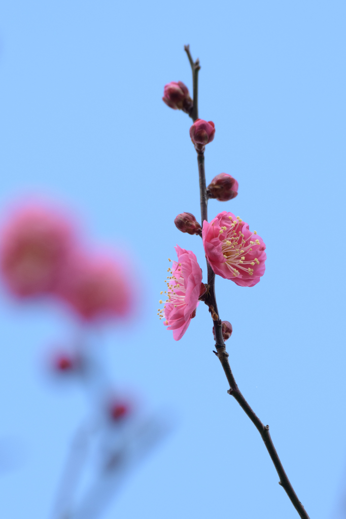 紅梅1
