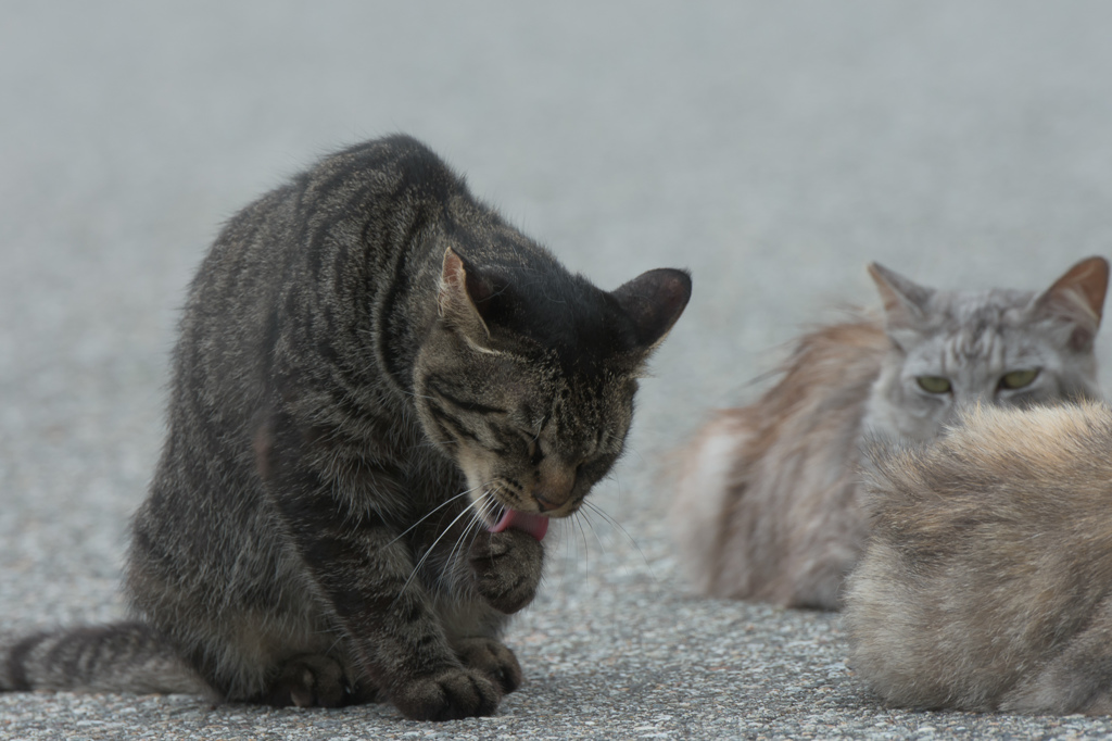 ねこ9