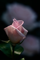 薔薇　蕾
