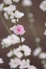 花桃2