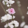 花桃2
