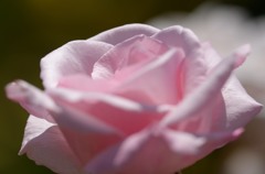 薔薇　ピンク