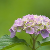 紫陽花2