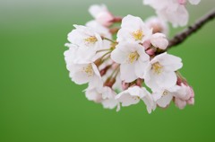 桜green2
