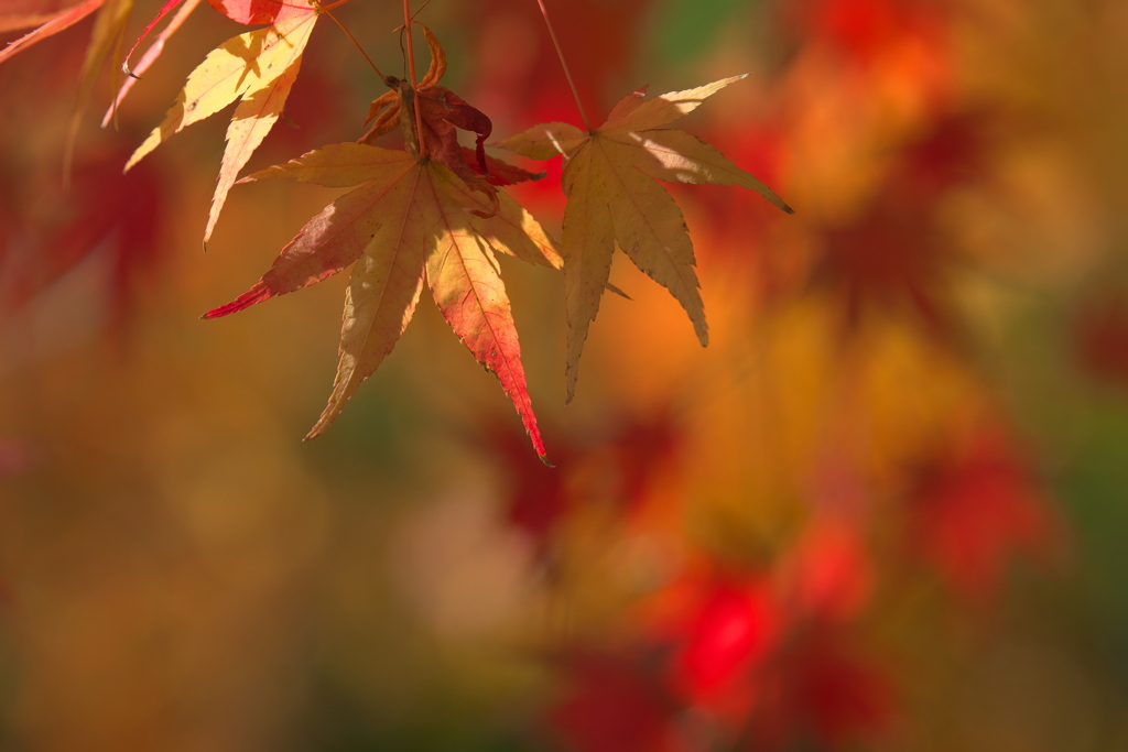 陽光と紅葉