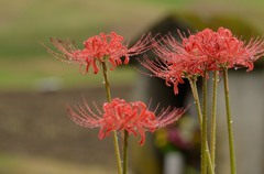 雨の彼岸花