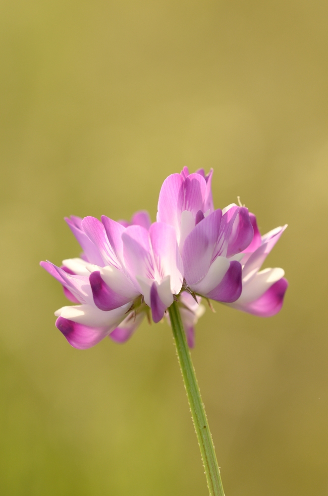 蓮華草