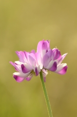 蓮華草