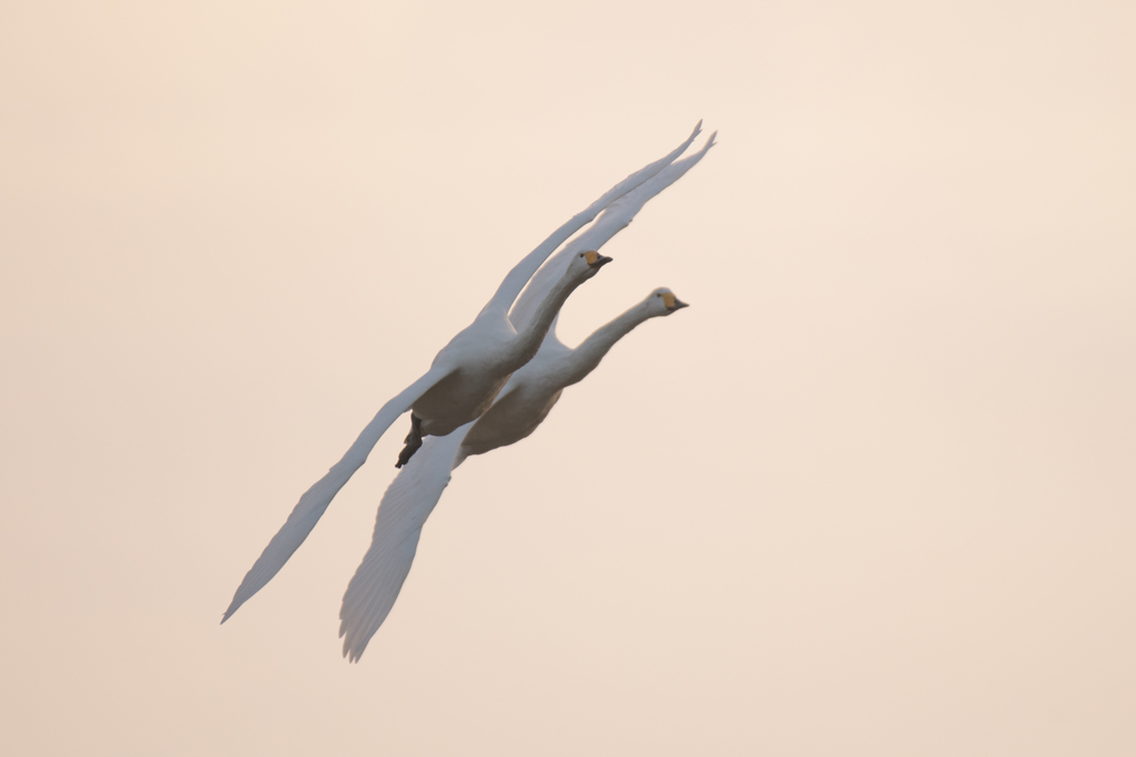 白鳥7