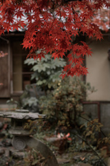 紅葉