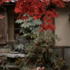 紅葉