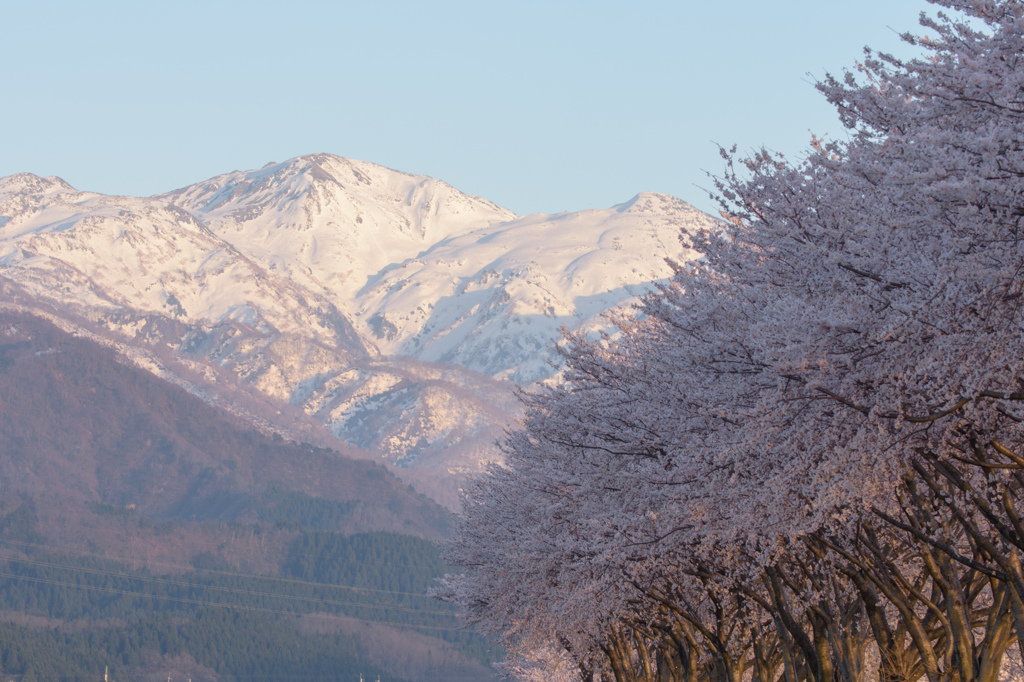 桜と雪山