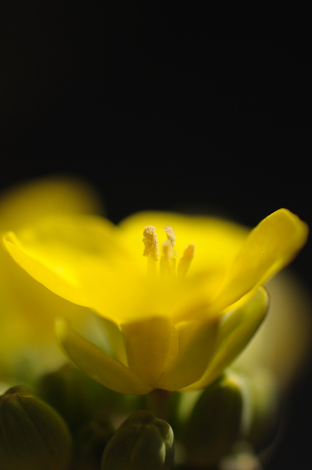 アブラナ