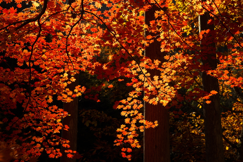 せせらぎ街道にて