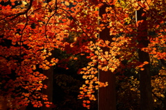 せせらぎ街道にて