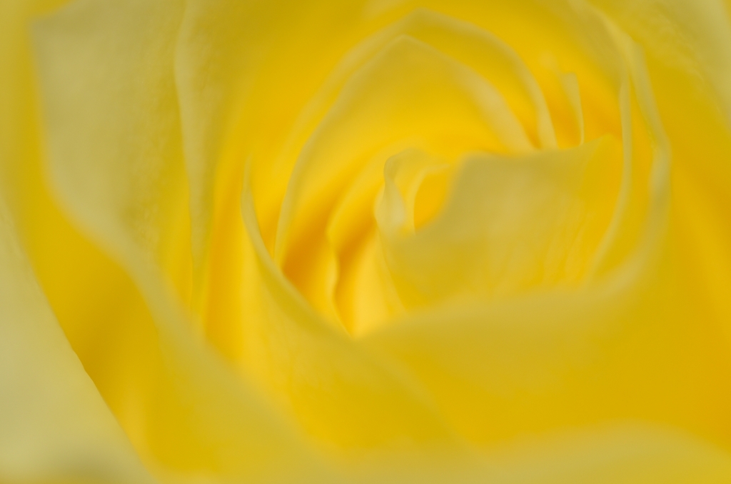 薔薇　イエロー