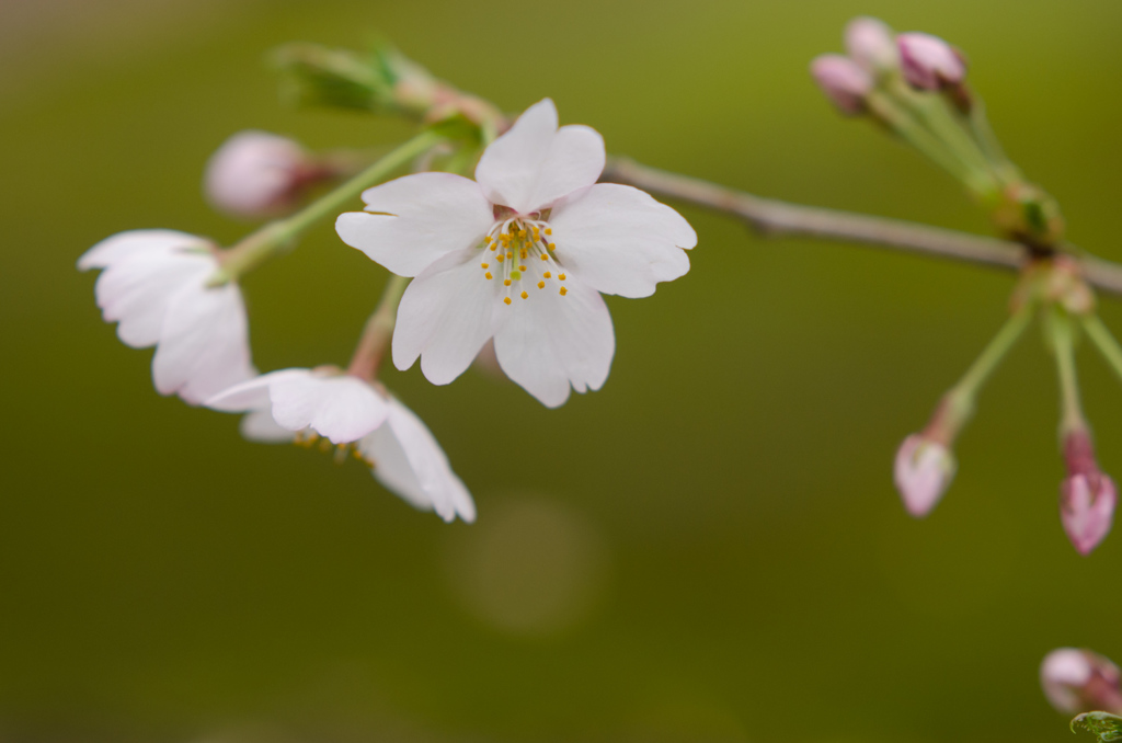 桜咲きだす。