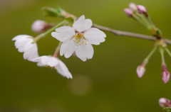 桜咲きだす。