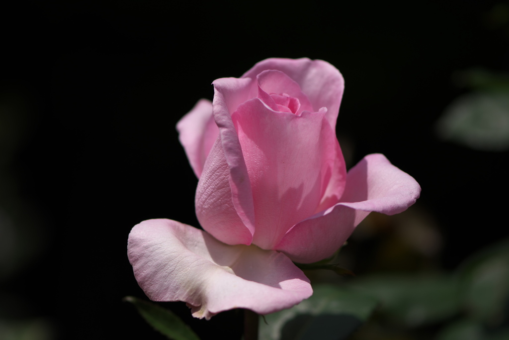 薔薇4