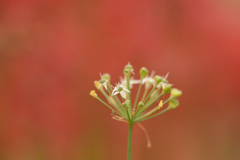 彼岸花を背景に