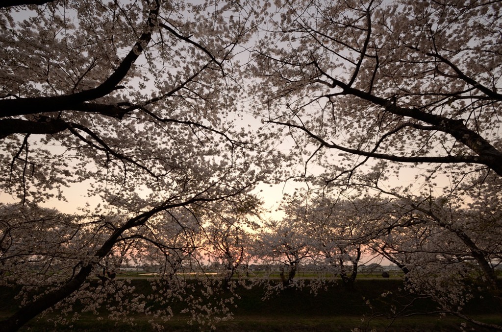 夕暮桜1