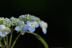 紫陽花