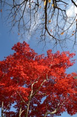 飛騨の里紅葉7