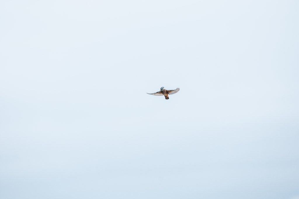 初めてのカワセミ2015年9月