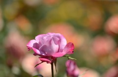 薔薇　紫？