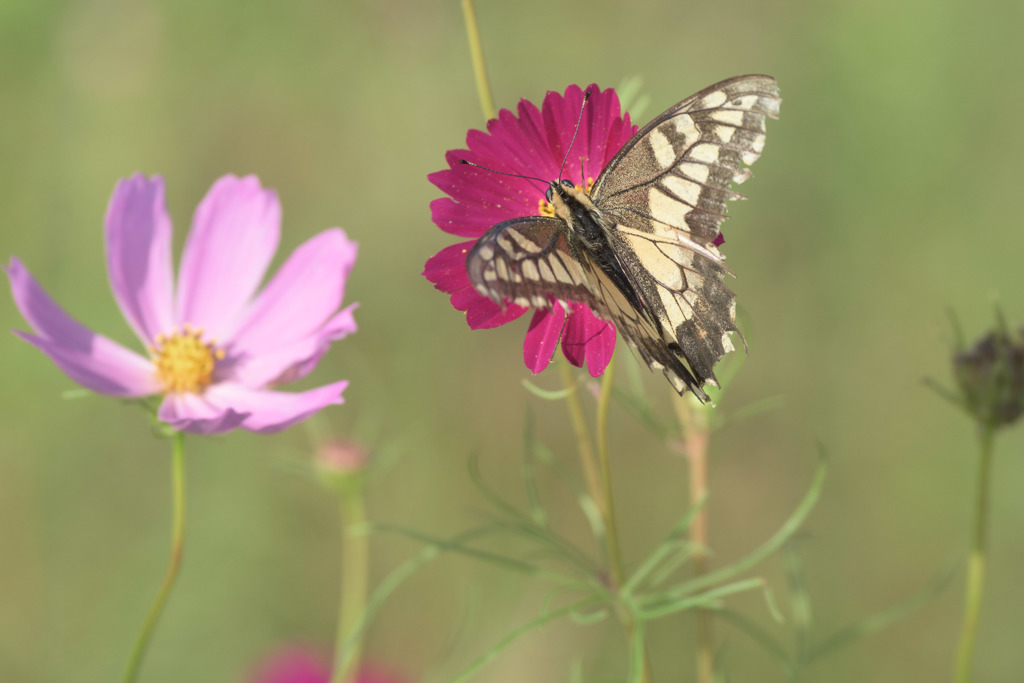 コスモスに集う6