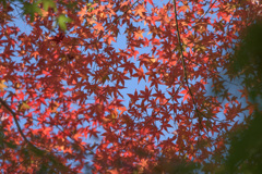 紅葉晴天