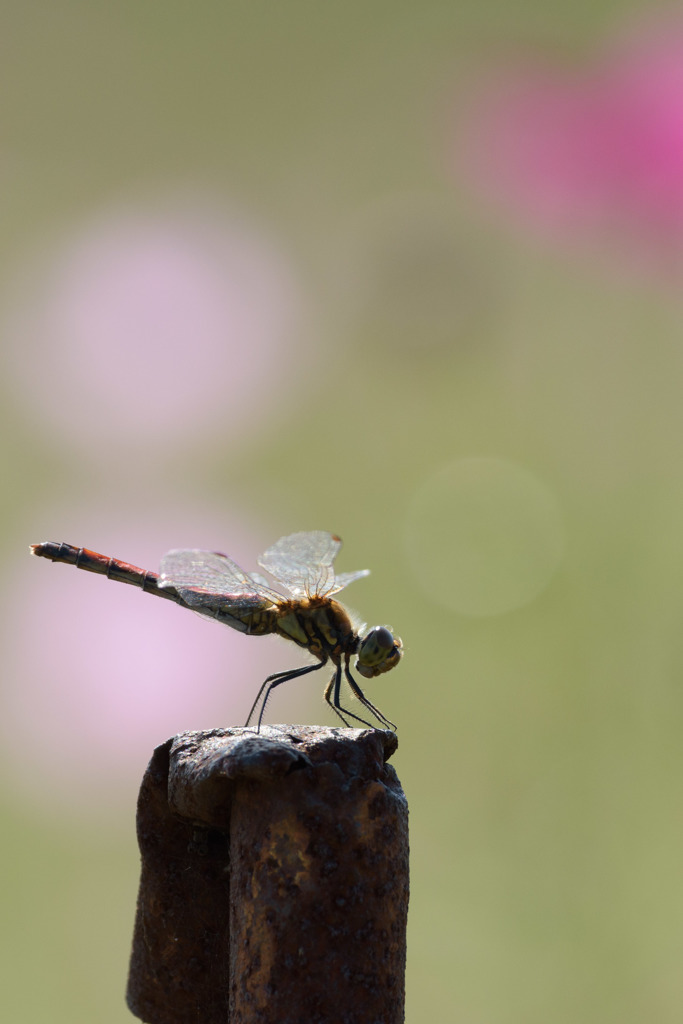 コスモスに集う1