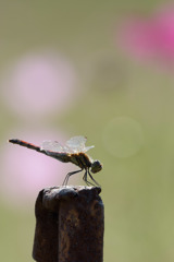 コスモスに集う1