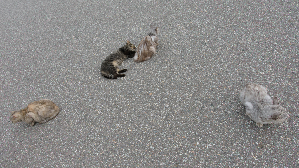 ねこ