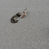 ねこ
