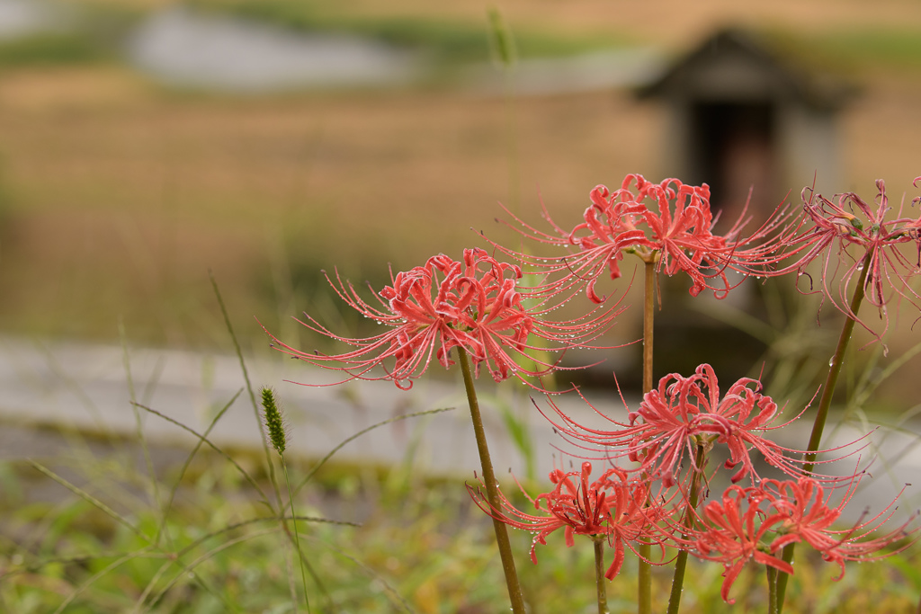 雨