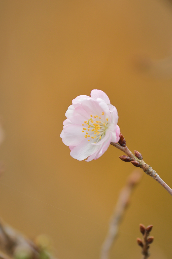 十月桜