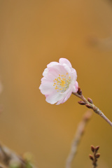 十月桜