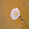 十月桜